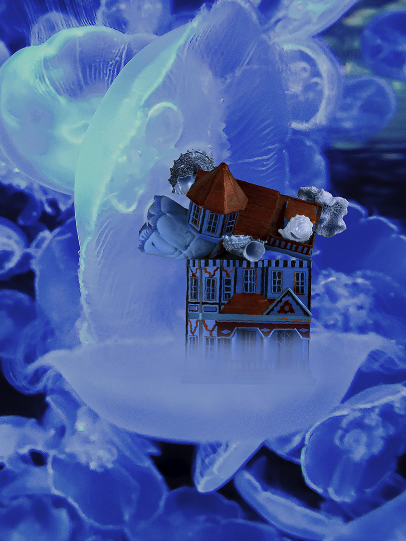 Still Life Collection